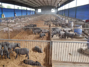 三部门连发通知：保障生猪养殖用地，养殖场不能再一律关停了！