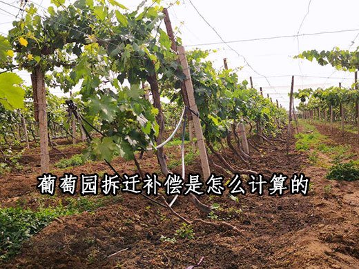 葡萄园拆迁补偿是怎么计算的