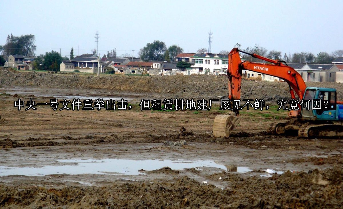 中央一号文件重拳出击，但租赁耕地建厂屡见不鲜，究竟何因？