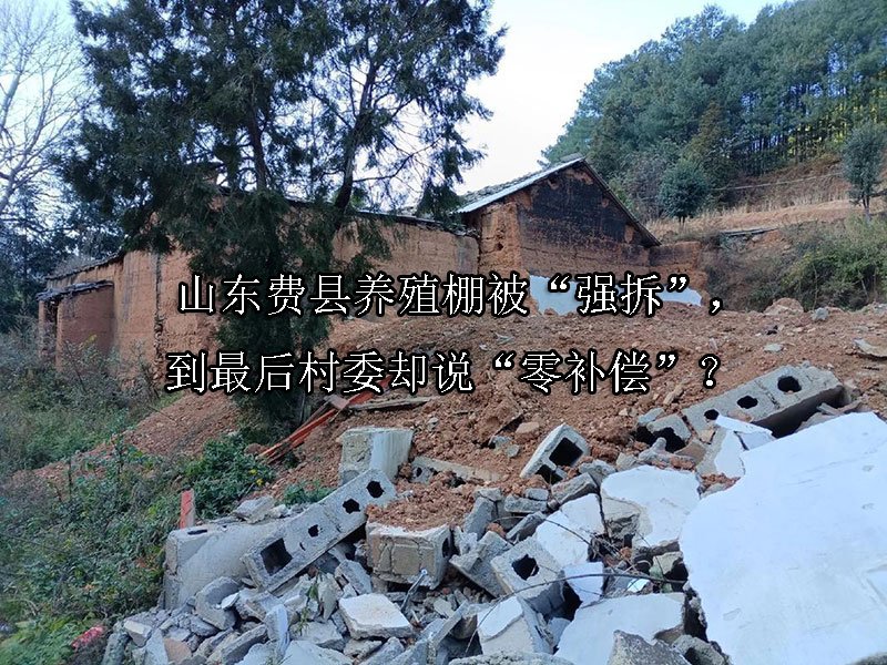 山东费县养殖棚被“强拆”，到最后村委却说“零补偿”？ 