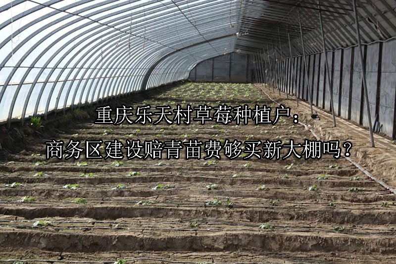 重庆‌乐天村草莓种植户：商务区建设赔青苗费够买新大棚吗？
