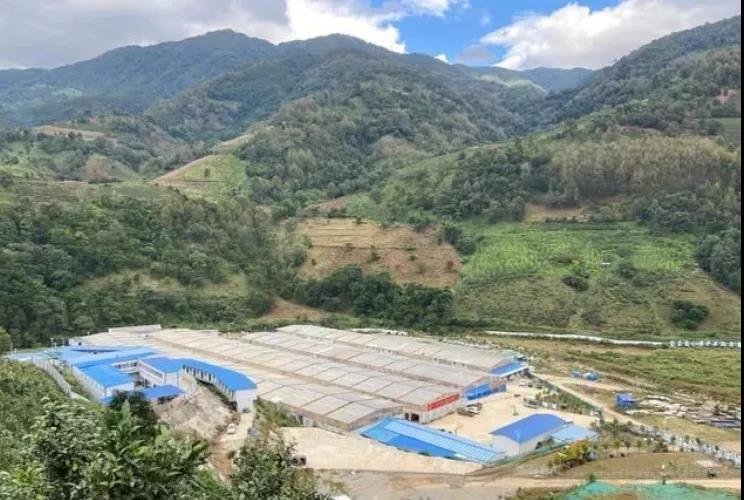 冰岛古茶树村寨拆迁 冰岛古茶树村寨拆迁